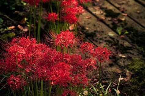 彼岸花風水|彼岸花の花言葉とは？意味・由来や色ごとの違いも解。